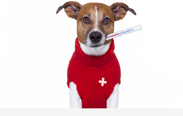Boulevard Veterinary Clinic Pet of the Week: Jeter
